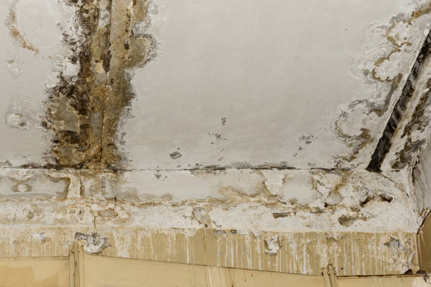 Water damage restoration mold remediation